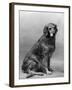 Fall, Golden Retriever, 36-Thomas Fall-Framed Photographic Print