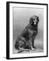 Fall, Golden Retriever, 36-Thomas Fall-Framed Photographic Print