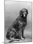 Fall, Golden Retriever, 36-Thomas Fall-Mounted Photographic Print