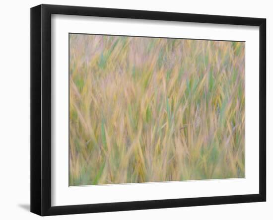 Fall grasses on 10K Trail, Sandia mountains, New Mexico-Maresa Pryor-Luzier-Framed Photographic Print