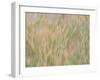 Fall grasses on 10K Trail, Sandia mountains, New Mexico-Maresa Pryor-Luzier-Framed Photographic Print