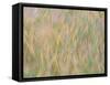 Fall grasses on 10K Trail, Sandia mountains, New Mexico-Maresa Pryor-Luzier-Framed Stretched Canvas