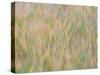 Fall grasses on 10K Trail, Sandia mountains, New Mexico-Maresa Pryor-Luzier-Stretched Canvas