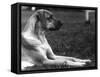 Fall, Great Dane, 1934-Thomas Fall-Framed Stretched Canvas