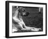 Fall, Great Dane, 1934-Thomas Fall-Framed Photographic Print