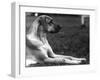 Fall, Great Dane, 1934-Thomas Fall-Framed Photographic Print