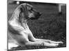 Fall, Great Dane, 1934-Thomas Fall-Mounted Photographic Print