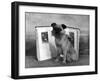 Fall, Griffon, with Book-Thomas Fall-Framed Photographic Print