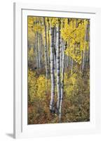 Fall Grove-Joe Cornish-Framed Giclee Print