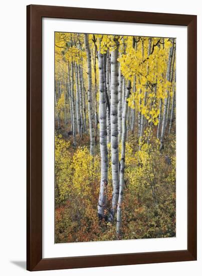 Fall Grove-Joe Cornish-Framed Giclee Print