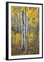 Fall Grove-Joe Cornish-Framed Giclee Print