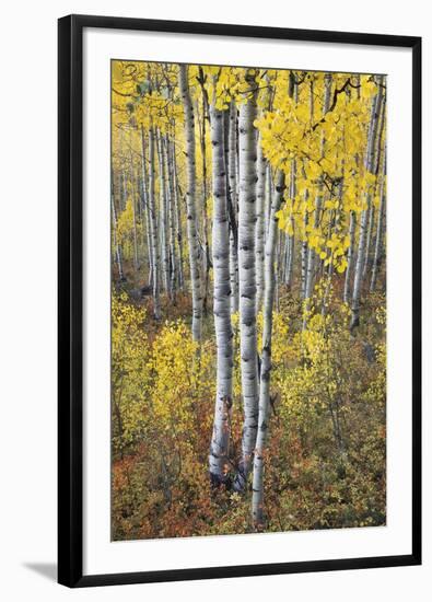 Fall Grove-Joe Cornish-Framed Giclee Print