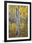 Fall Grove-Joe Cornish-Framed Giclee Print