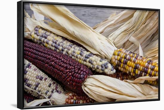 Fall Harvest Colorful Indian Corn, California, USA-Cindy Miller Hopkins-Framed Photographic Print