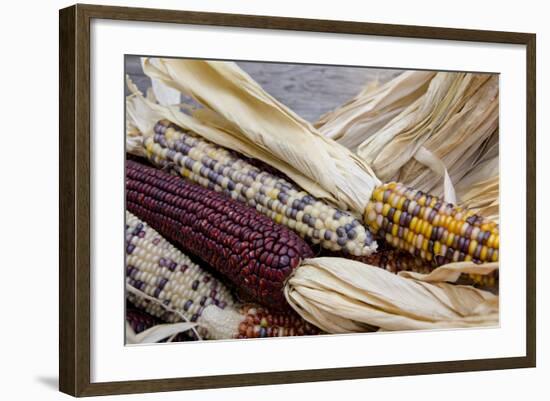 Fall Harvest Colorful Indian Corn, California, USA-Cindy Miller Hopkins-Framed Photographic Print