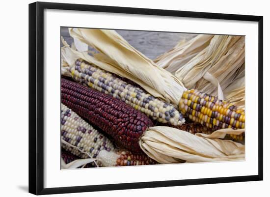 Fall Harvest Colorful Indian Corn, California, USA-Cindy Miller Hopkins-Framed Photographic Print