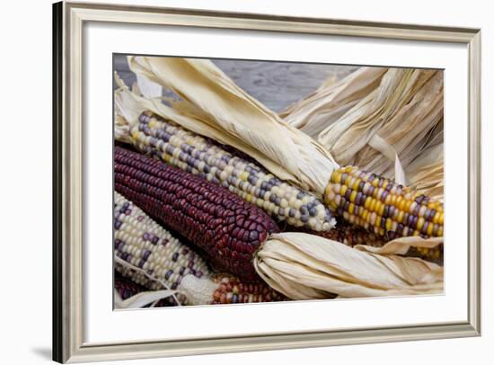 Fall Harvest Colorful Indian Corn, California, USA-Cindy Miller Hopkins-Framed Photographic Print