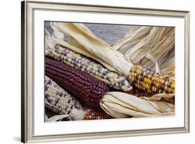 Fall Harvest Colorful Indian Corn, California, USA-Cindy Miller Hopkins-Framed Photographic Print