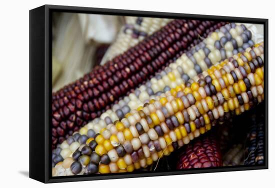 Fall Harvest Colorful Indian Corn, California, USA-Cindy Miller Hopkins-Framed Stretched Canvas