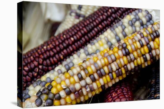 Fall Harvest Colorful Indian Corn, California, USA-Cindy Miller Hopkins-Stretched Canvas