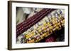 Fall Harvest Colorful Indian Corn, California, USA-Cindy Miller Hopkins-Framed Photographic Print