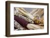 Fall Harvest Colorful Indian Corn, California, USA-Cindy Miller Hopkins-Framed Photographic Print