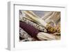 Fall Harvest Colorful Indian Corn, California, USA-Cindy Miller Hopkins-Framed Photographic Print