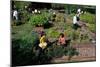 Fall Harvest of the White House Kitchen Garden,  Michelle Obama, White House Chefs and Children-null-Mounted Premium Photographic Print