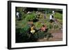 Fall Harvest of the White House Kitchen Garden,  Michelle Obama, White House Chefs and Children-null-Framed Photo