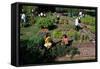 Fall Harvest of the White House Kitchen Garden,  Michelle Obama, White House Chefs and Children-null-Framed Stretched Canvas