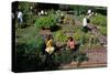Fall Harvest of the White House Kitchen Garden,  Michelle Obama, White House Chefs and Children-null-Stretched Canvas
