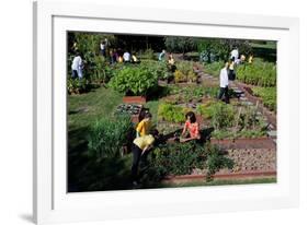 Fall Harvest of the White House Kitchen Garden,  Michelle Obama, White House Chefs and Children-null-Framed Photo