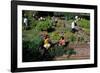 Fall Harvest of the White House Kitchen Garden,  Michelle Obama, White House Chefs and Children-null-Framed Photo