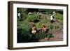 Fall Harvest of the White House Kitchen Garden,  Michelle Obama, White House Chefs and Children-null-Framed Photo