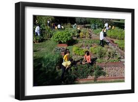 Fall Harvest of the White House Kitchen Garden,  Michelle Obama, White House Chefs and Children-null-Framed Photo