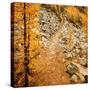 Fall Hike-Ursula Abresch-Stretched Canvas