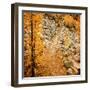 Fall Hike-Ursula Abresch-Framed Photographic Print