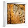 Fall Hike-Ursula Abresch-Framed Photographic Print