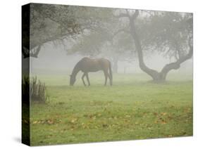 Fall Images Plus-Nance Trueworthy-Stretched Canvas