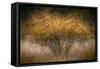 Fall Impression-Ursula Abresch-Framed Stretched Canvas