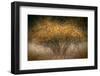 Fall Impression-Ursula Abresch-Framed Photographic Print