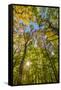 Fall in a forest in Amesbury, Massachusetts.-Jerry & Marcy Monkman-Framed Stretched Canvas