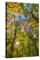 Fall in a forest in Amesbury, Massachusetts.-Jerry & Marcy Monkman-Stretched Canvas