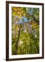 Fall in a forest in Amesbury, Massachusetts.-Jerry & Marcy Monkman-Framed Premium Photographic Print