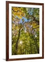 Fall in a forest in Amesbury, Massachusetts.-Jerry & Marcy Monkman-Framed Premium Photographic Print