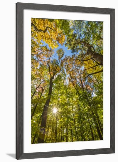 Fall in a forest in Amesbury, Massachusetts.-Jerry & Marcy Monkman-Framed Premium Photographic Print