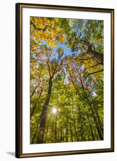 Fall in a forest in Amesbury, Massachusetts.-Jerry & Marcy Monkman-Framed Premium Photographic Print