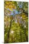 Fall in a forest in Amesbury, Massachusetts.-Jerry & Marcy Monkman-Mounted Premium Photographic Print