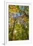 Fall in a forest in Amesbury, Massachusetts.-Jerry & Marcy Monkman-Framed Photographic Print