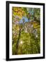 Fall in a forest in Amesbury, Massachusetts.-Jerry & Marcy Monkman-Framed Photographic Print